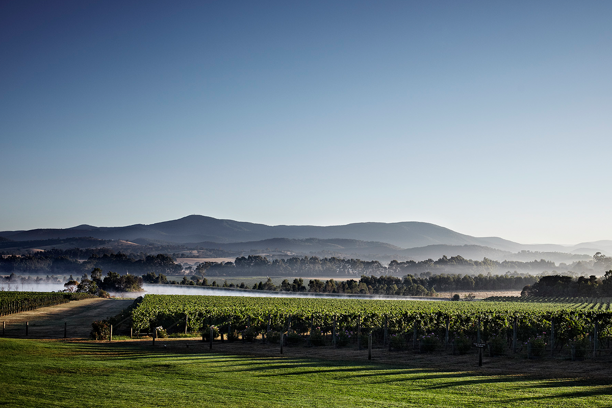 yarra valley wine tour with domaine chandon