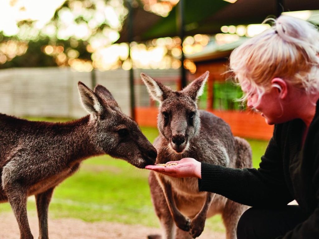 Kangaroos Mornington Peninsula